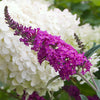 Proven Winners® Color Choice® Miss Ruby Butterfly Bush (Buddleia x 'Miss Ruby') - QT
