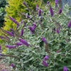 'Miss Violet' Butterfly bush (Buddleia miss 'Violet') - QT