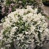 Yuki Snowflake® Deutzia (Deutzia yuki 'Snowflake') - QT