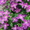 Jolly Good™ Clematis (Clematis Jolly Good™) - QT