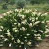 Proven Winners® Color Choice® Sugartina® Crystalina Summersweet (Clethra alnifolia ‘Crystalina’) - QT