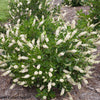 Vanilla Spice® Summersweet (Clethra vanilla 'Spice') - QT