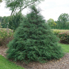 Haywire™ falsecypress (Chamaecyparis 'Haywire') - QT
