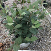 Spice Girl® Korean Spice Viburnum (Viburnum carlesii 'Spice Girl') - QT