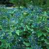 Blue Muffin® Arrowwood Viburnum (Viburnum dentatum 'Christom') - QT