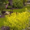 Chardonnay Pearls® Deutzia (Deutzia gracilis 'Chardonnay Pearls') - QT