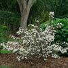 Wine & Spirits® Weigela (Weigela florida 'Wine and Spirits') - QT