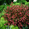Wine & Roses® Weigela (Weigela florida 'Wine & Roses') - QT