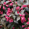Spilled Wine® Weigela (Weigela spilled 'Bokraspiwi') - QT