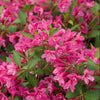Sonic Bloom® Pink Weigela (Weigela sonic 'Bloom Pink') - QT