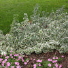 White Album® Wintercreeper (Euonymus fortunei 'White Album') - QT