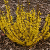 Show Off® Sugar Baby® Forsythia (Forsythia x intermedia 'Show Off Sugar Baby’) - QT