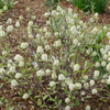 Legend of the Small® Bottlebrush (Fothergilla x intermedia 'Legend Of The Small') - QT