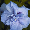 Blue Chiffon® Rose of Sharon (Hibiscus syriacus 'Notwoodthree') - QT