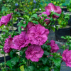 Magenta Chiffon® Rose of Sharon (Hibiscus syriacus 'Magenta Chiffon') - QT