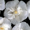 White Chiffon® Rose of Sharon (Hibiscus syriacus 'Notwoodtwo') - QT