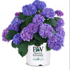 Let's Dance® Rhythmic Blue® Reblooming Hydrangea (Hydrangea macrophylla 'Lets Dance Rhythmic Blue') - QT