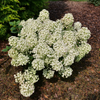 Tiny Quick Fire® Panicle Hydrangea (Hydrangea 'P Tiny Quick Fire') - QT