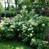 Gatsby Glow Ball® Oakleaf Hydrangea (Hydrangea quercifolia 'NCHQ1') - QT