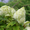 Gatsby Moon® Oakleaf hydrangea (Hydrangea quercifolia 'Gatsby Moon') - QT