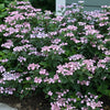 Tiny Tuff Stuff™ Mountain Hydrangea (Hydrangea 'S Tiny Tuff Stuff') - QT