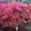 Tamukeyama Japanese Maple (Acer palmatum var. dissectum 'Tamukeyama') - 3 gallon 15"