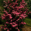 Scarlet Fire™ Chinese Dogwood (Cornus kousa 'Hanros') - 1 gallon 3-4' TREE