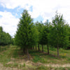 Shawnee Brave™ Baldcypress (Taxodium distichum 'Shawnee Brave') - 1 gallon 1-2' TREE