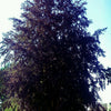 River's European Beech (Fagus sylvatica 'Riversii') - 1 gallon 2-3' TREE
