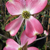 Cherokee Brave Flowering Dogwood (Cornus florida 'Comco No.1') - 1 gallon 3-4' TREE