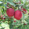 Red Delicious Apple (Malus 'Fruit Red Delicious') - 3 gallon 36" TREE