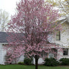 Newport Cherry Plum (Prunus cerasifera 'Newport') - 3 gallon 36" TREE