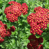 Strawberry Seduction Yarrow (Achillea millefolium 'Strawberry Seduction') - QT