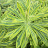 Ascot Rainbow Cushion Spurge (Euphorbia x martinii 'Ascot Rainbow') - QT