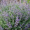 Junior Walker™ Catmint (Nepeta faassenii 'Novanepjun') - QT