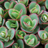 Lime Zinger Stoncrop (Sedum sedum 'Lime Zinger') - QT