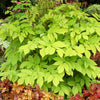 Golden Japanese Spikenard (Aralia cordata 'Sun King') - QT