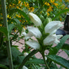 Turtlehead (Chelone glabra) - QT