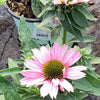 Sunseekers Salmon Coneflower (Echinacea sunseekers 'Salmon') - QT