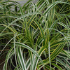 Feather Falls Sedge (Carex 'Carex Feather Falls') - QT