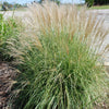 Adagio Maiden Grass (Miscanthus sinensis 'Adagio') - QT