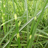 Zebra Grass (Miscanthus sinensis 'Zebrinus') - QT