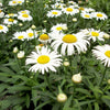 Snow Lady Shasta Daisy (Leucanthemum x superbum 'Snow Lady') - QT