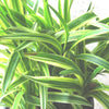 Silvery Sunproof Lily Turf (Liriope muscari 'Silvery Sunproof') - QT