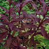 Black Truffle Cardinal Flower (Lobelia C 'Black Truffle') - QT