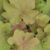 Caramel Coral Bells (Heuchera caramel 'Caramel') - QT