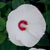 Luna™ White Hardy Hibiscus (Hibiscus mos. 'Luna White') - QT