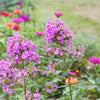 Jeana Garden Phlox (Phlox paniculata 'Jeana') - QT