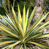 Variegated Adam's Needle (Yucca filamentosa 'Color Guard') - QT
