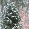 Castle Spire® Blue Holly (Ilex x meserveae 'Castle Spire') - 3 gallon